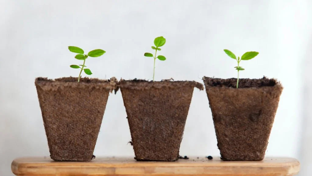 Aplicar fertilizante a plantas en matera