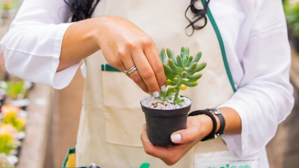 Aplicar materia orgánica a plantas en materas
