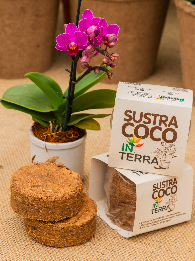 Sustra Coco In Terra